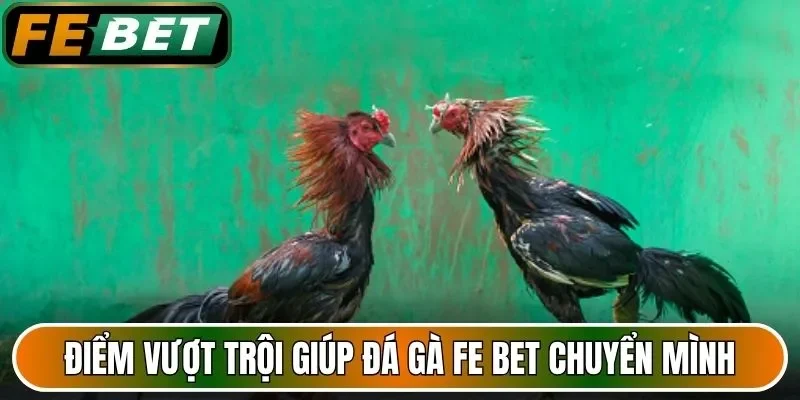 Điểm vượt trội giúp đá gà FE BET chuyển mình