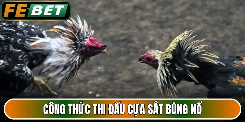 Công thức thi đấu cựa sắt bùng nổ